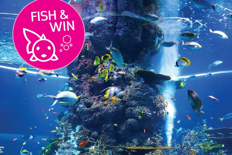 Fish & Win